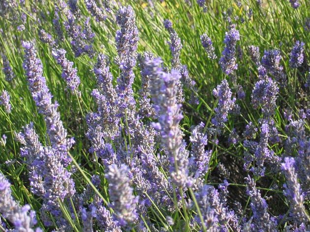 hvar_lavanda