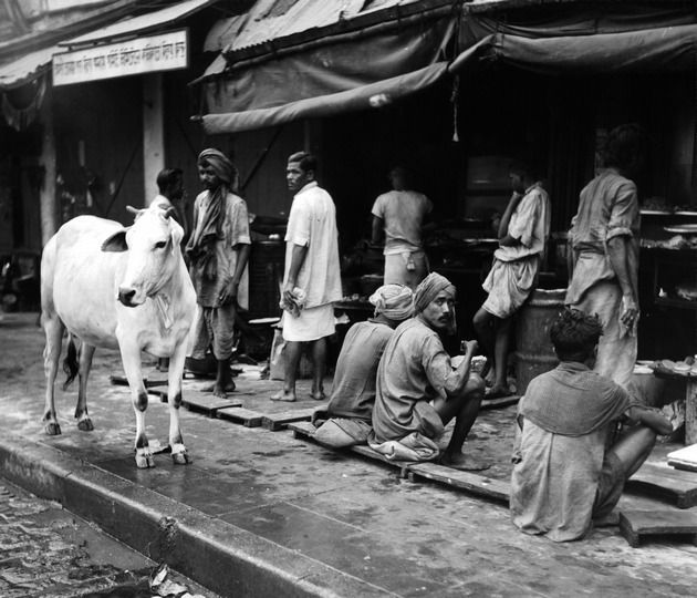 COW IN CALCUTTA