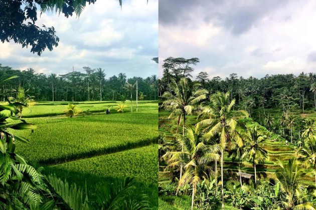 bali_tegallang-terase-i-ubud-rižina-polja