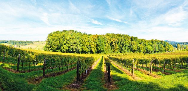 Vinogradi Štampar, Međimurje