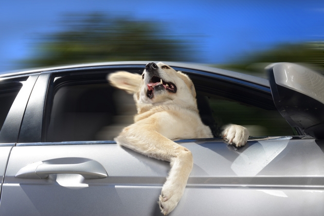 dogs in cars post 1
