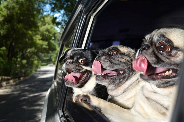 dogs in cars post 2