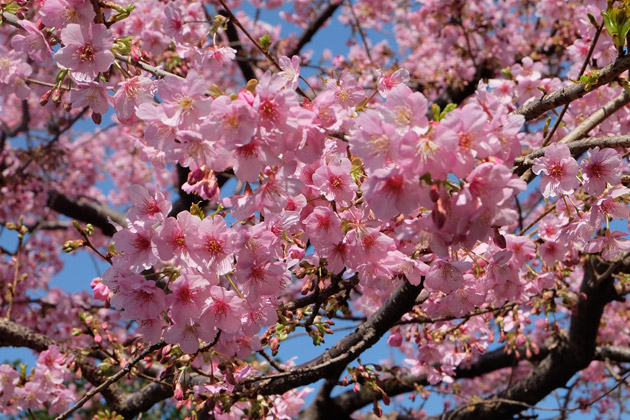 Trešnjin cvat