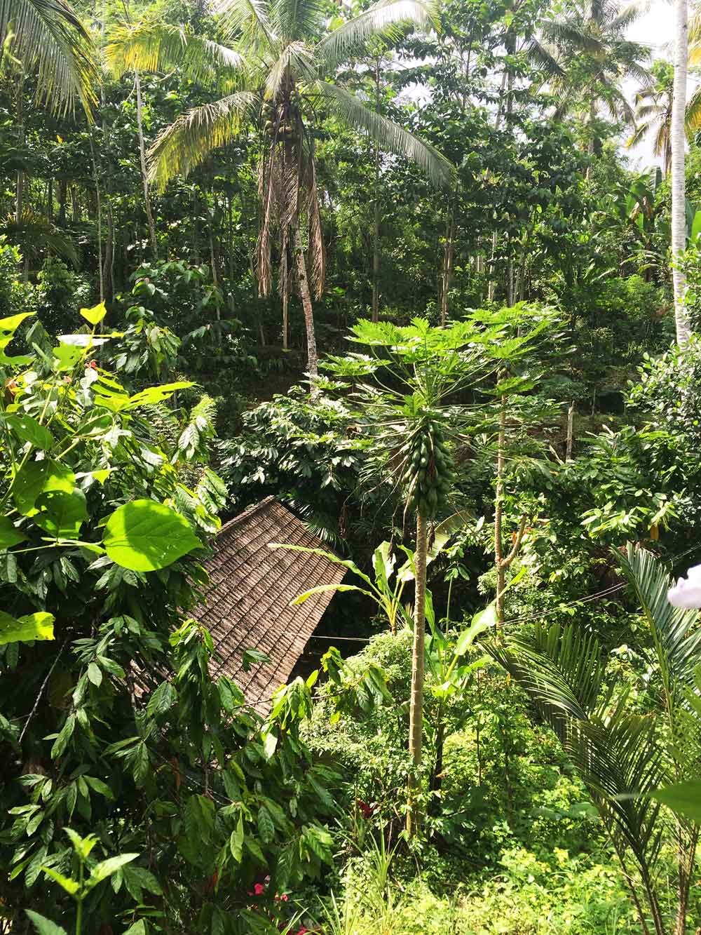 Plantaža kave obavezna je destinacija na Baliju. Iako neobičnog okusa isprve, ubrzo ćete se naviknuti na okus prave balineške kave, a na plantažama možete naučiti sve o njenoj pripremi.