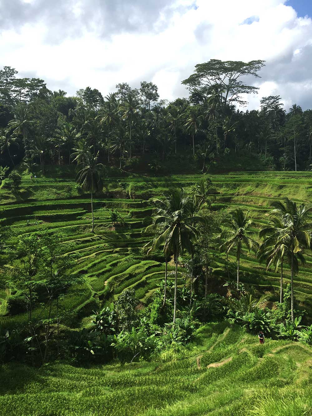 Rižine terase Tegalangu, Ubudu. Čak i dok sunce prži, vrve turistima koji ne propuštaju pentranje po kaskadama.