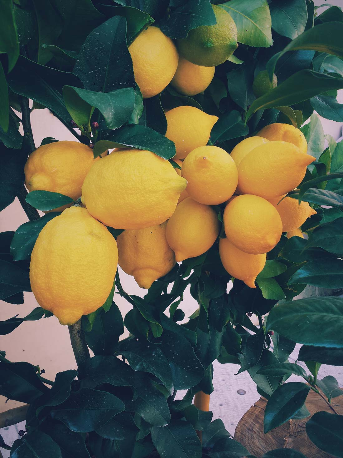 citrusi-3