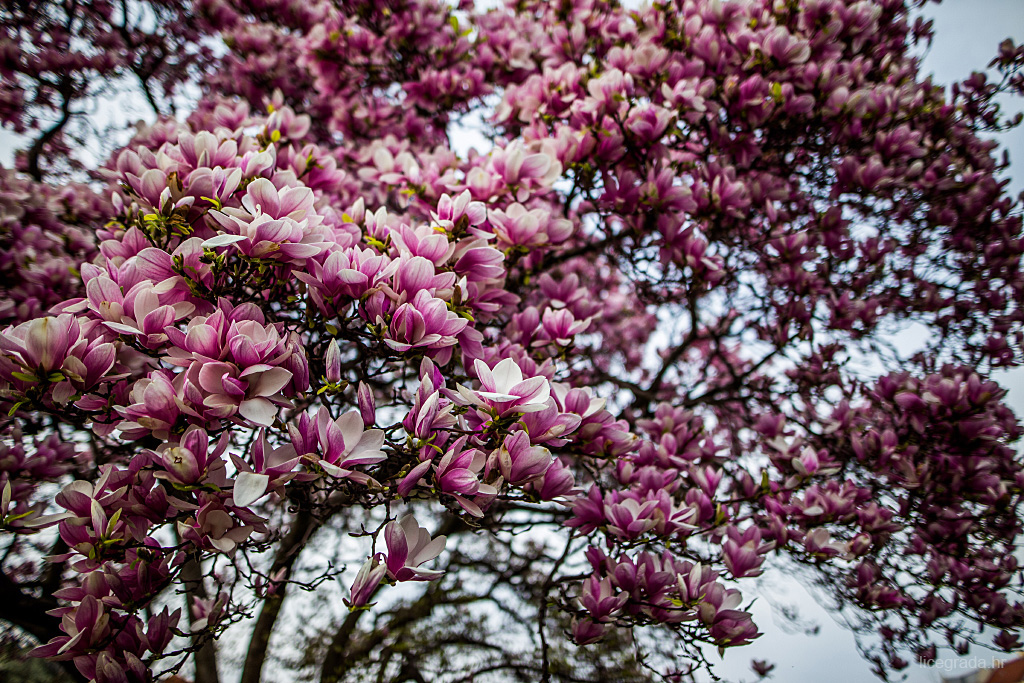 magnolije-7
