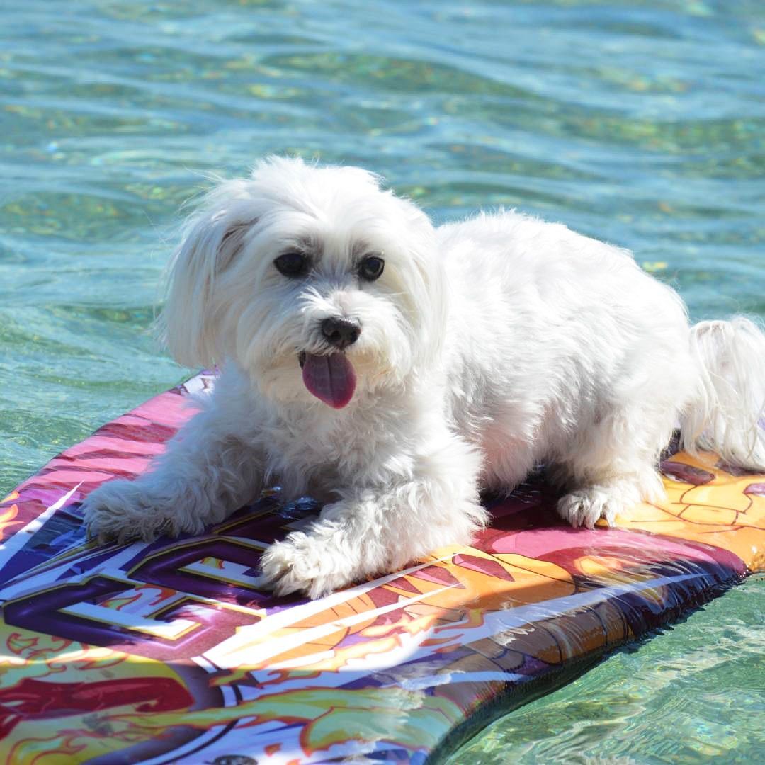 Pseće plaže na Jadranu