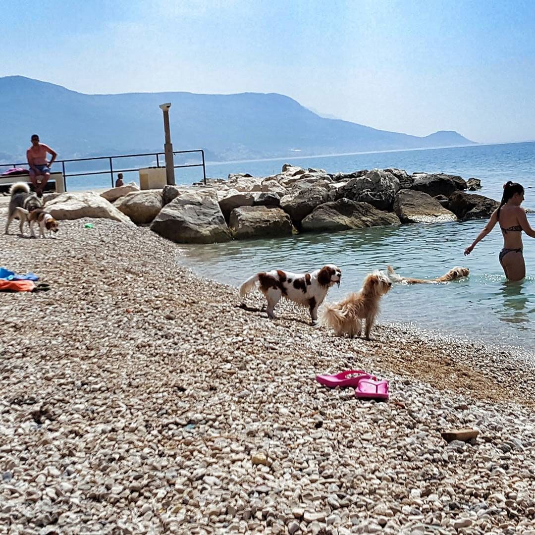 Pseće plaže na Jadranu