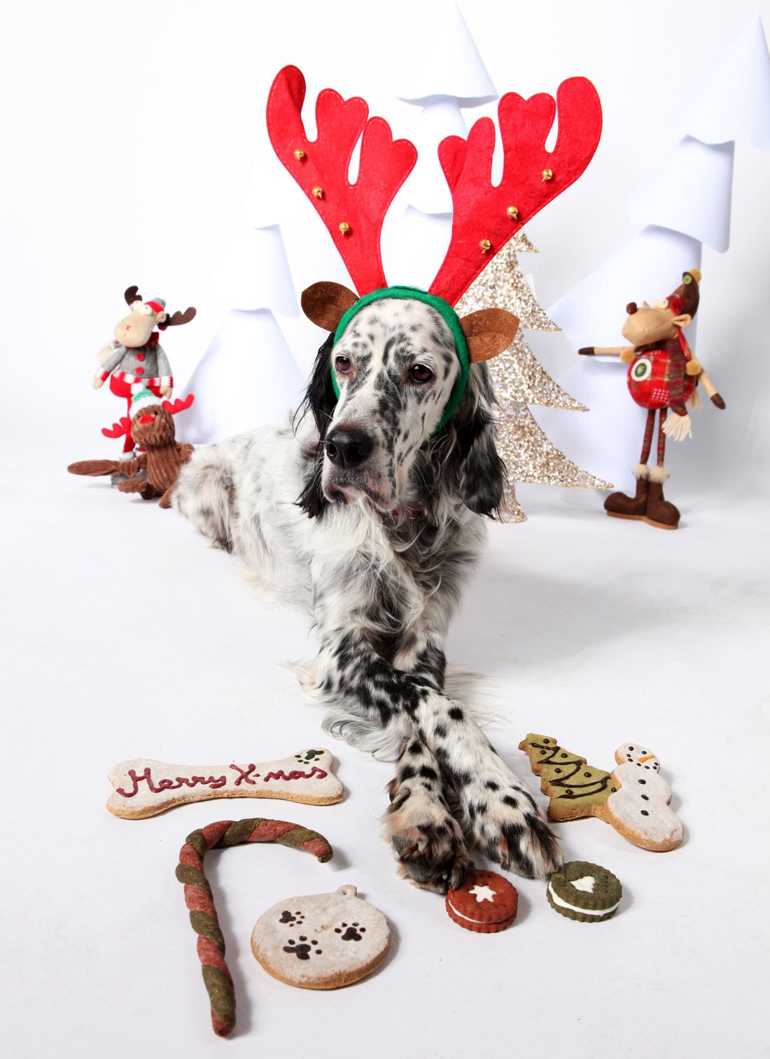 Merry-XMAS-(foto_Ana-Mrđen)