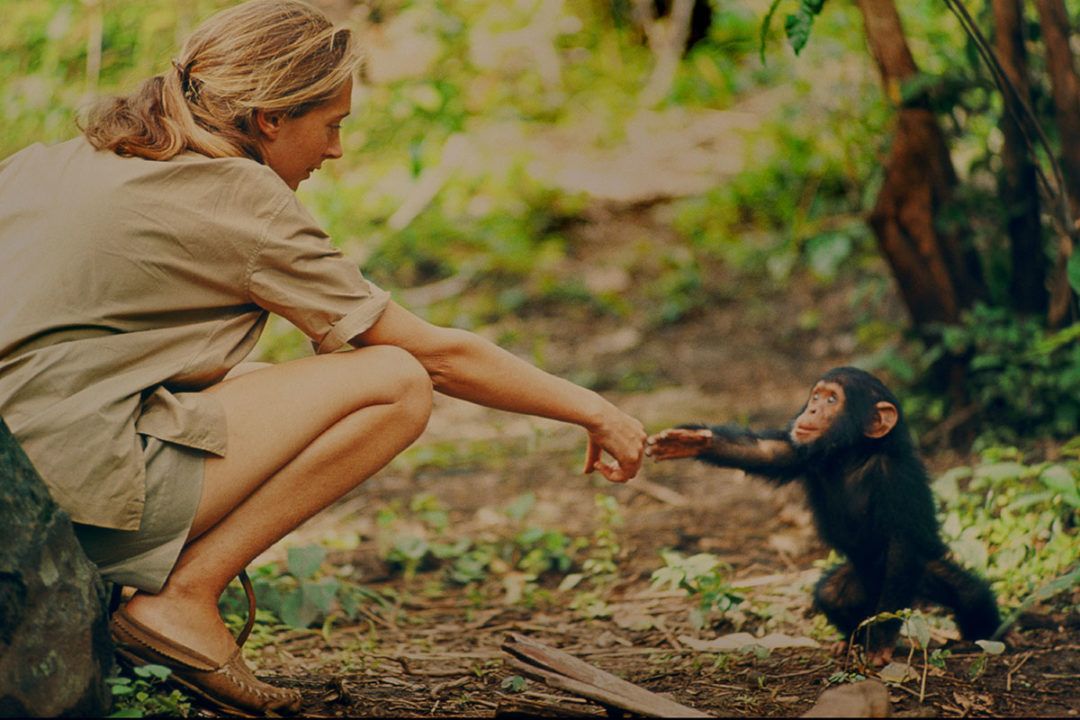 Jane Goodall