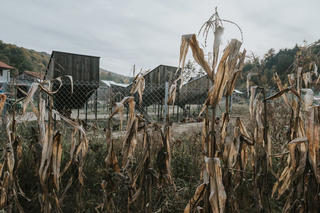 SKROZ - Kokošvaroš_foto Marko Mihaljevic_02