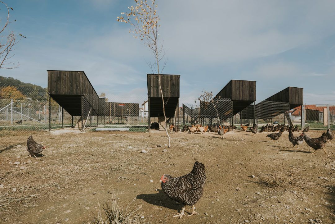 SKROZ - Kokošvaroš_foto Marko Mihaljevic_05