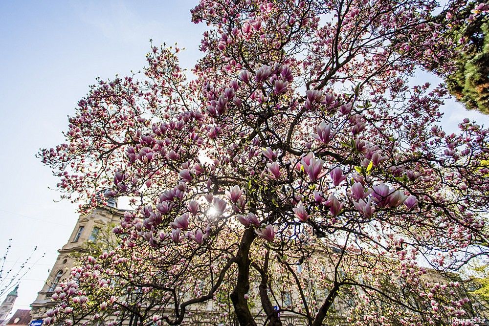 zagrebačko proljeće u parkovima 00009