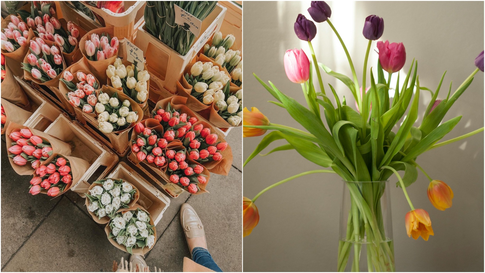 Početak sezone tulipana: Zašto bismo danas voljeli biti u Amsterdamu