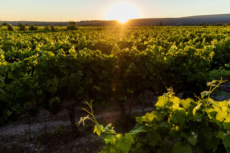 vinograd_iStock
