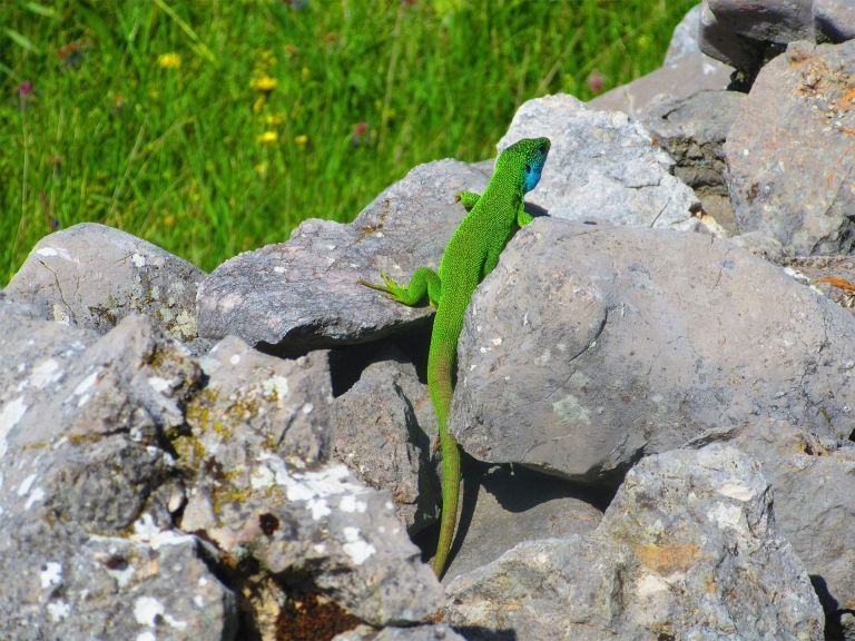 Foto: Ante Romac, Izvor: Dinaric guides