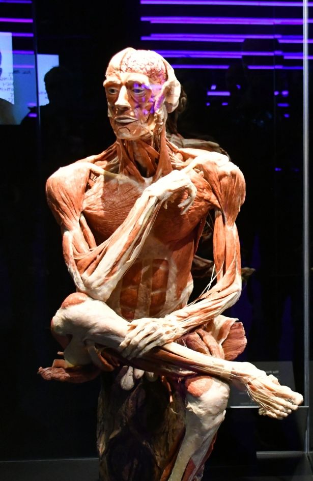 U Zagreb je stigla izložba BODY WORLDS: Otkrijte ljudsko tijelo kao nikada prije