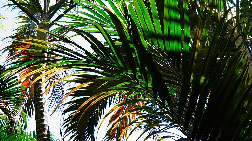 Znate li koje su prednosti palminog ulja?