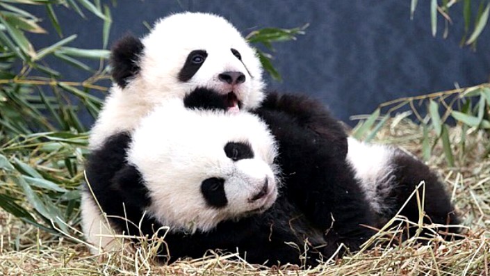 Bečki zoološki vrt dobio je dvije bebe pande