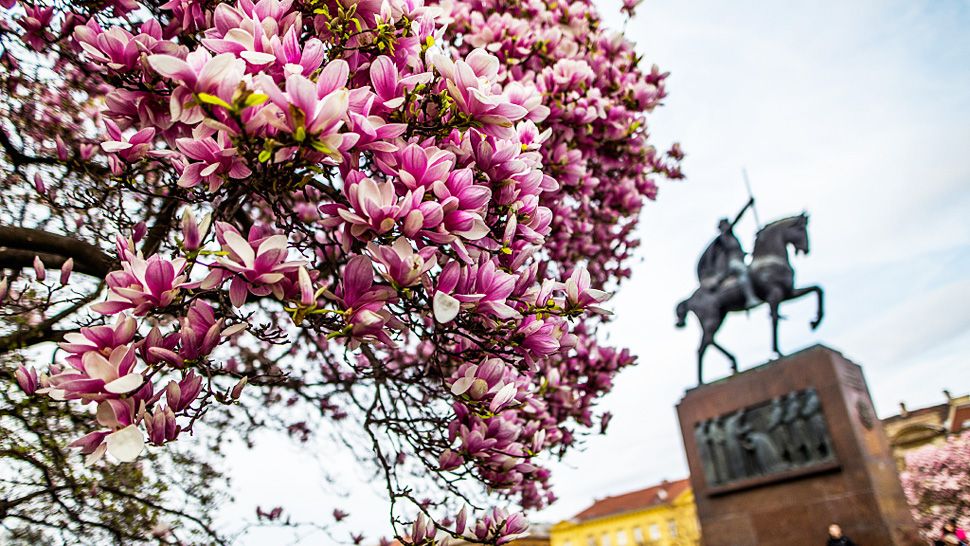 Procvjetale magnolije na Tomislavcu