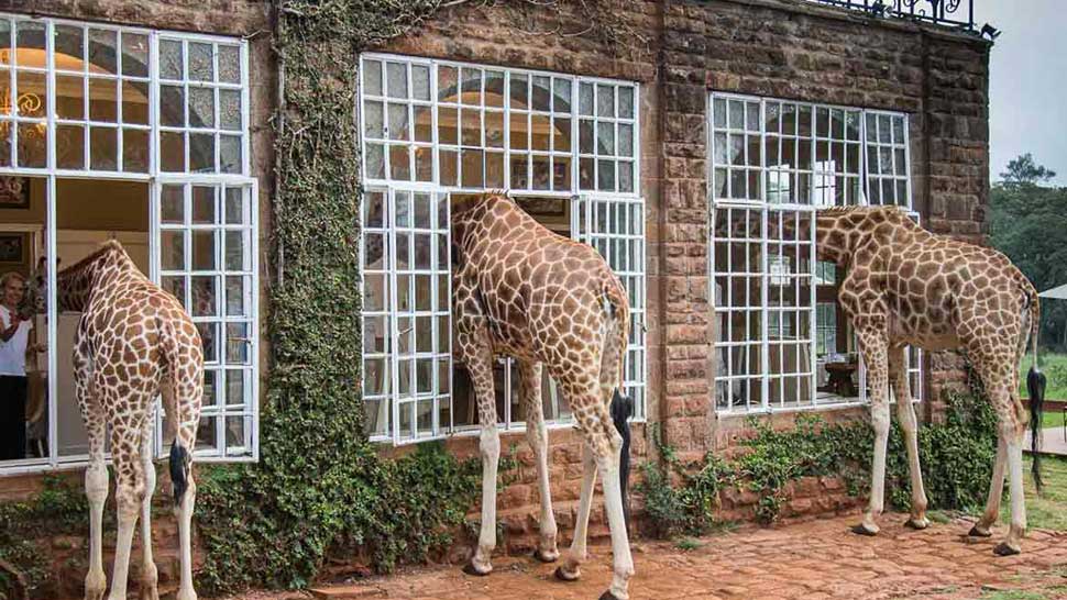 Hotel u kojem žirafe dolaze na doručak