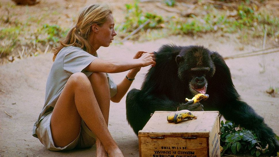 Uskoro dolazi film o slavnoj znanstvenici Jane Goodall