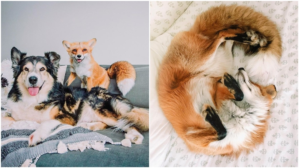 Journal Pets: Dvije lisice i pas – zavirite u kućni život preslatkog trija