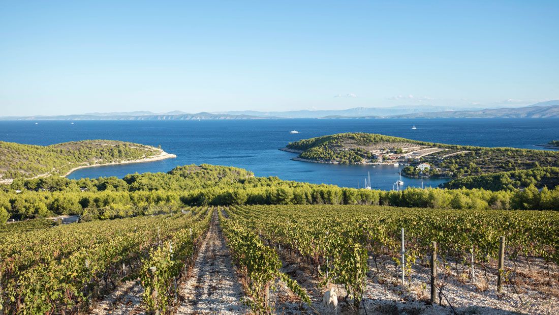 Vinarija Tomić je mjesto koje ne smijete zaobići kad se nađete na Hvaru