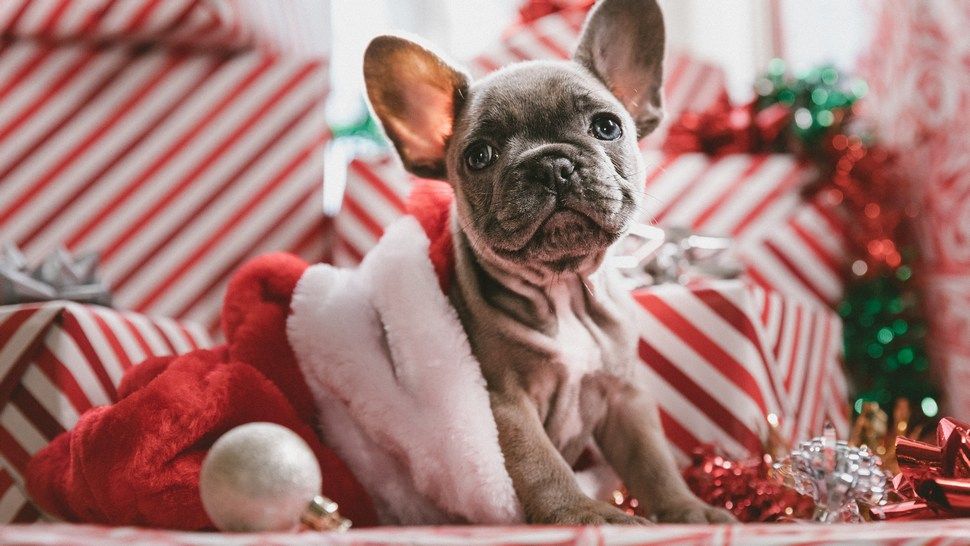 Journal pets: Simpatična kampanja koja će vas podsjetiti na bitne stvari u prosincu