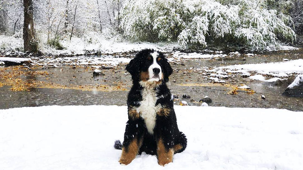 Najslađi planinski pas Instagrama