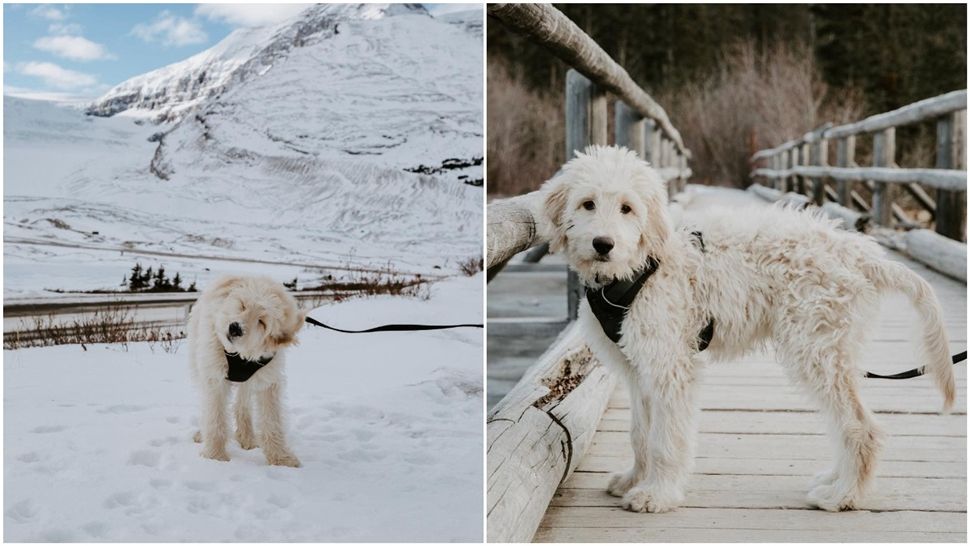 Ako volite labradore zaljubit ćete se u labradoodle pasminu