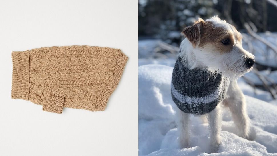 Poznati modni brendovi koji dizajniraju pulovere za naše četveronožne ljubimce