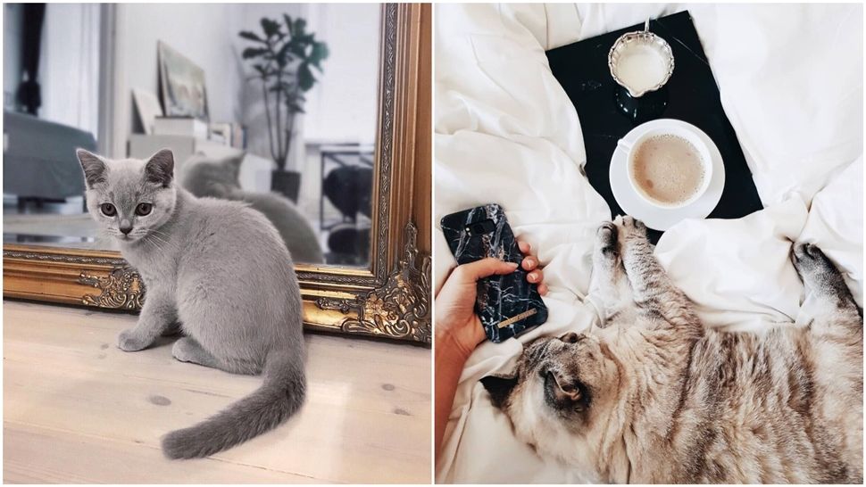 Maca ljepotica: ‘british shorthair’ pasmina osvaja Instagram