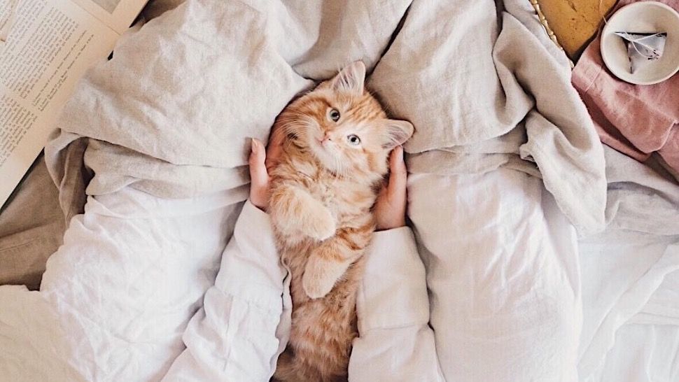 #catsandinterior: novi hit među Instagram blogerima