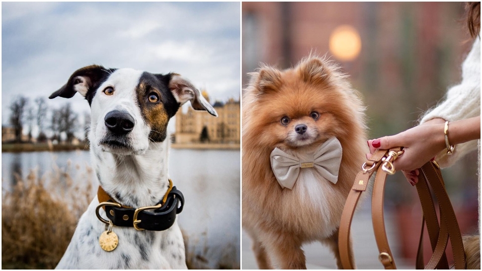 Najbolje ogrlice i povodci za jako stylish šetnje sa psom