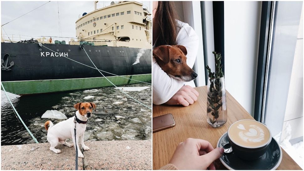 Upoznajte St. Petersburg iz perspektive preslatkog Jack Russell terijera