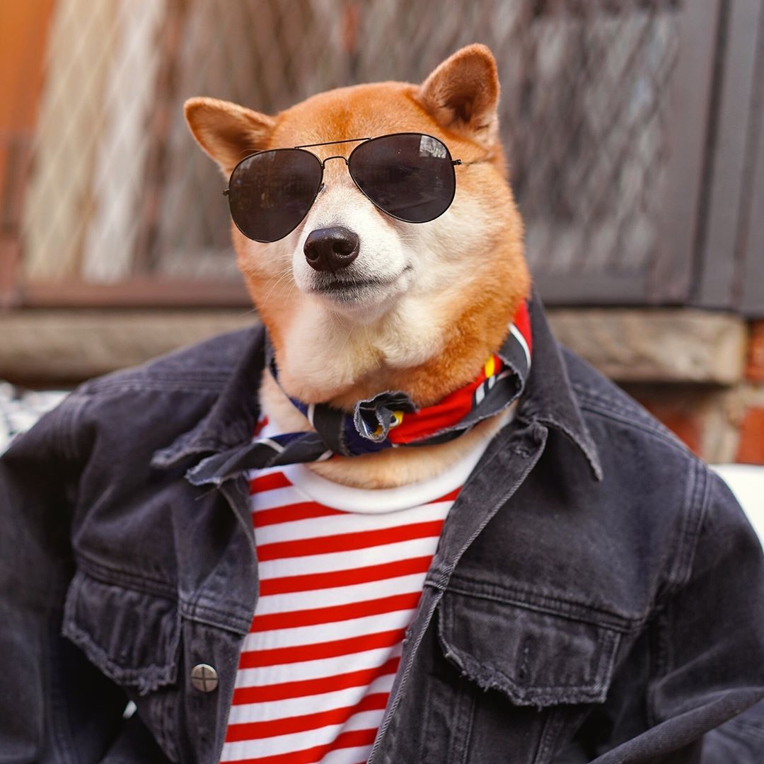 Bodhi je najstylish pas Instagrama koji će vas odmah osvojiti