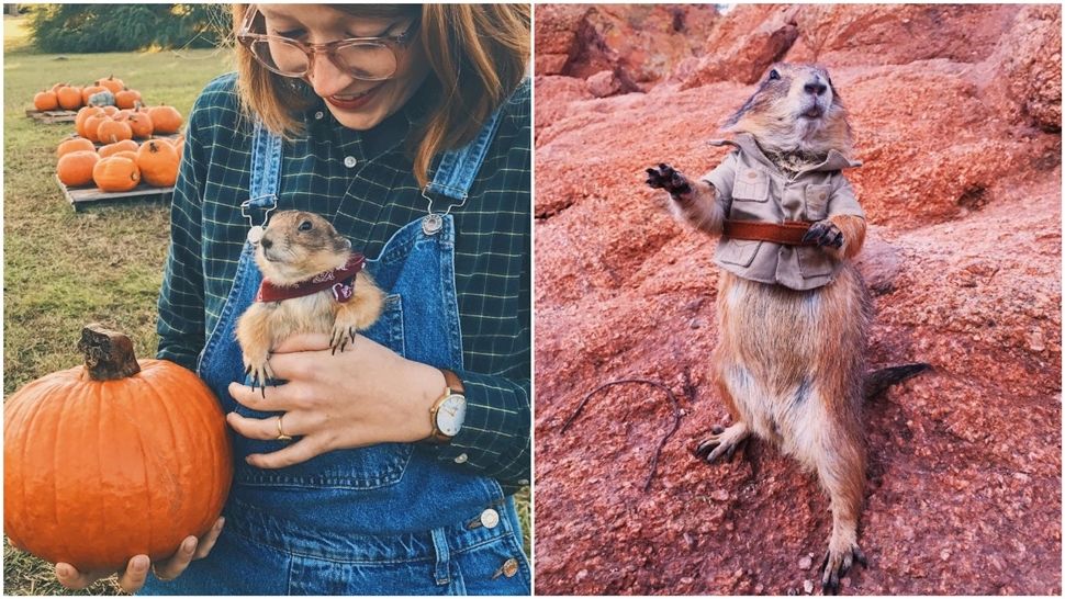 Upoznajte dva sasvim neobična Instagram ljubimca