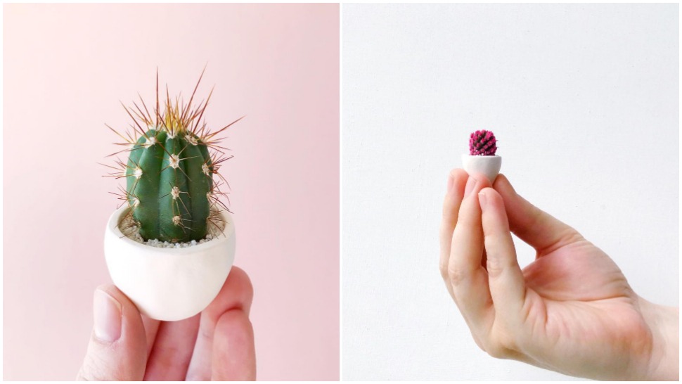 Minijaturni kaktusi i sukulenti će vam uljepšati dan