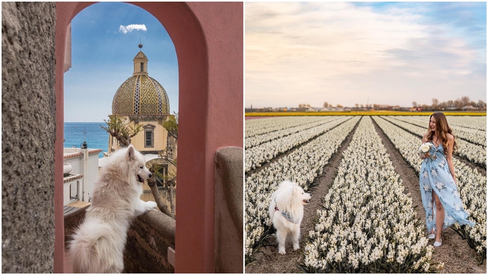 Proputujte svijet kroz Instagram pustolovine preslatkog samojeda Felixa