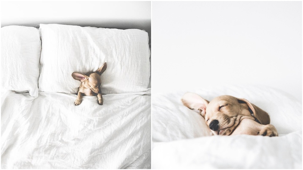 Preslatki psić s Instagrama koji najviše voli – drijemati