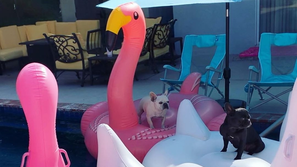 Flamingo luftići i ovog ljeta su hit, a na njima se zabavlja i jedno simpatično društvo