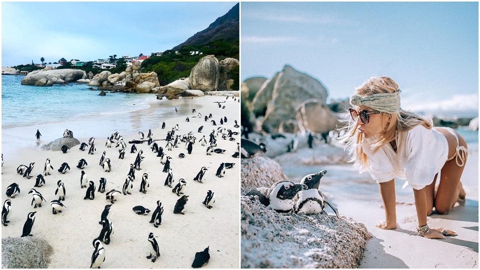Znate li za divnu plažu u Cape Townu kojom šetaju pingini?