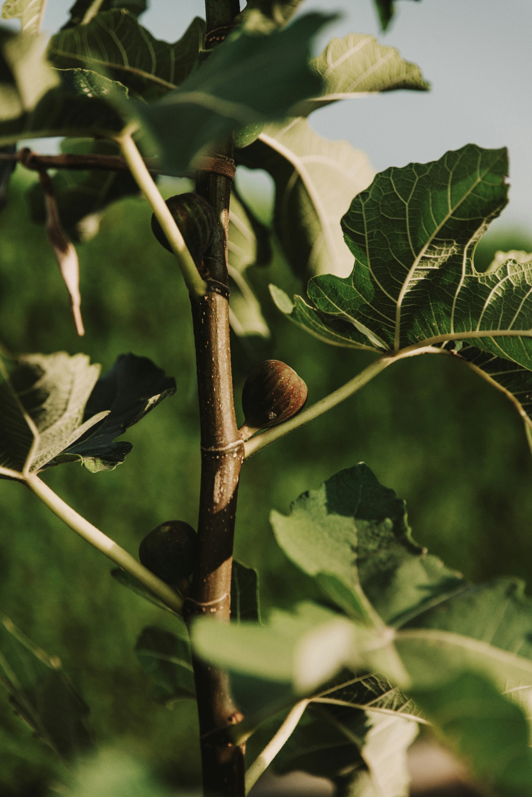 smokve_Unsplash