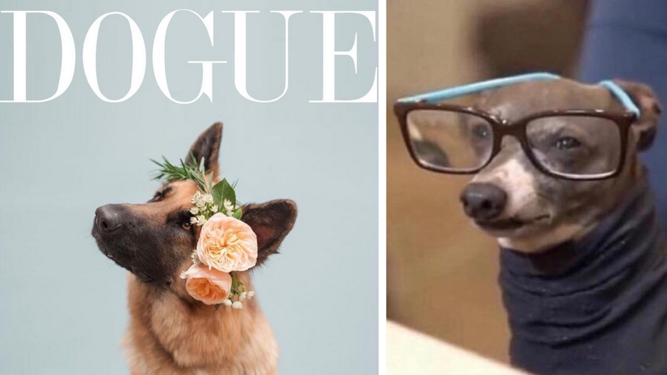 Doza smijeha s ljubimcima – najbolji Instagram memes sa psima