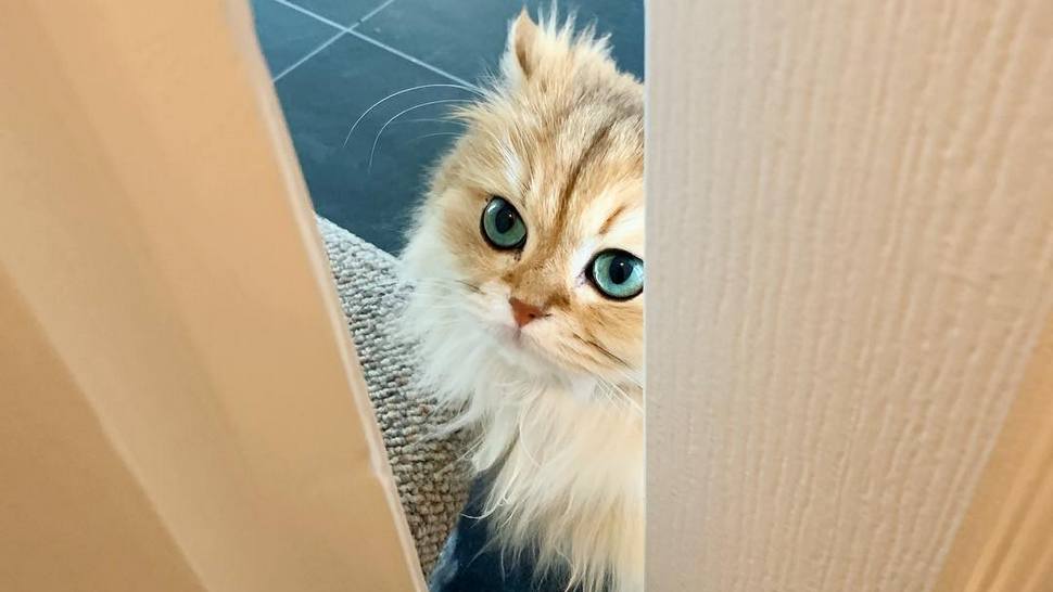 Ovo bi lako mogla biti najljepša mačka na Instagramu