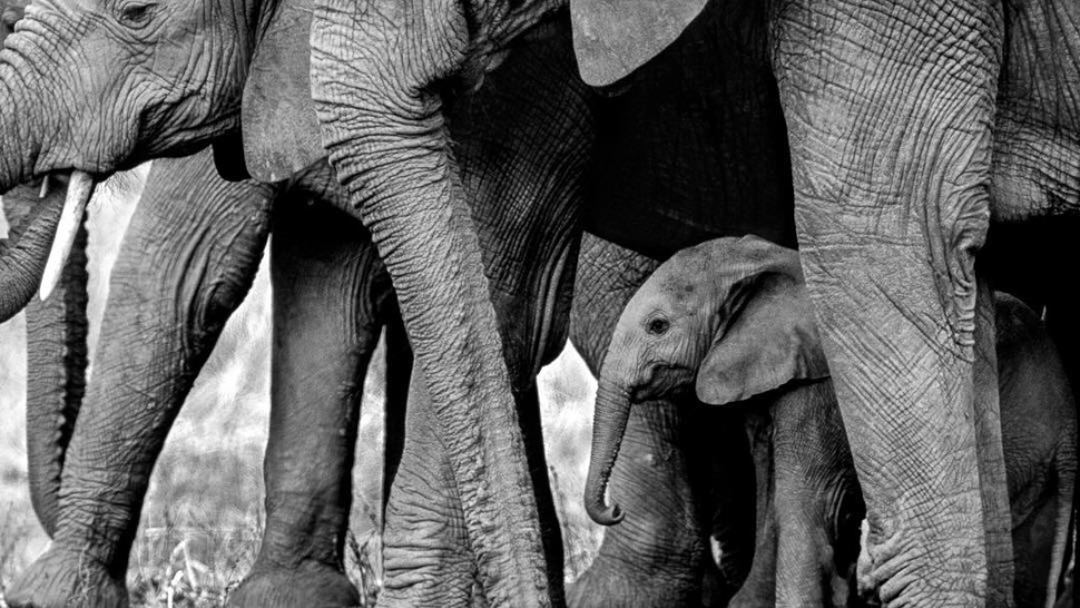 Danas je Svjetski dan slonova, životinjske vrste kojoj nikako ne smijemo okrenuti leđa