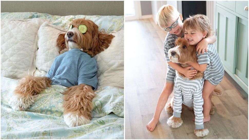 Journal Pets: Najsimpatičniji labradoodle Instagrama