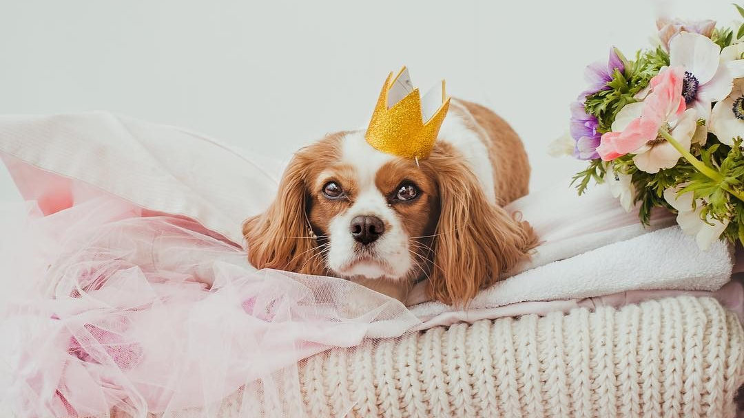 Journal Pets: Cavalier King Charles Spanielica Cleo je apsolutna princeza Instagrama